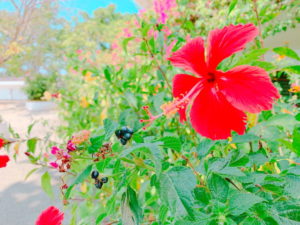 花
