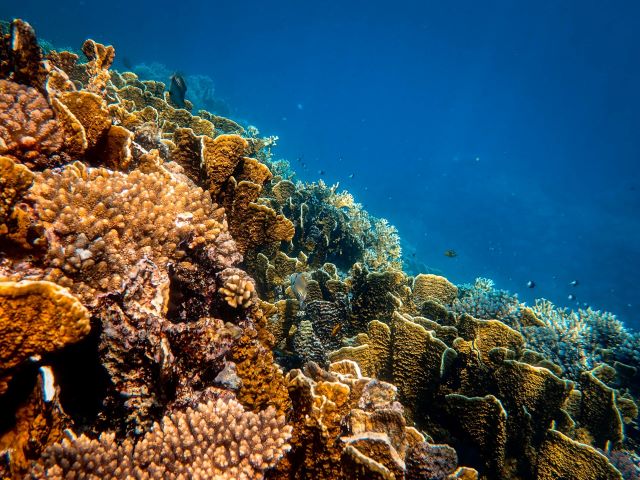 sea